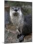 Otter - The Cutest European Mammal-l i g h t p o e t-Mounted Photographic Print