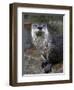 Otter - The Cutest European Mammal-l i g h t p o e t-Framed Photographic Print