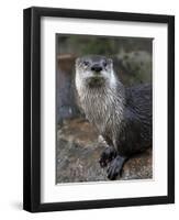 Otter - The Cutest European Mammal-l i g h t p o e t-Framed Photographic Print