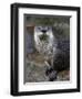 Otter - The Cutest European Mammal-l i g h t p o e t-Framed Photographic Print