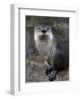 Otter - The Cutest European Mammal-l i g h t p o e t-Framed Photographic Print