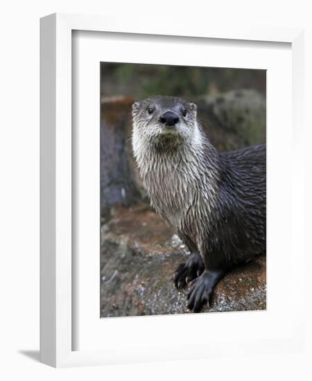 Otter - The Cutest European Mammal-l i g h t p o e t-Framed Photographic Print