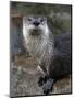 Otter - The Cutest European Mammal-l i g h t p o e t-Mounted Photographic Print