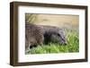 Otter-Veneratio-Framed Photographic Print