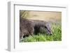 Otter-Veneratio-Framed Photographic Print