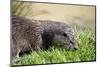 Otter-Veneratio-Mounted Photographic Print