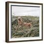 Otter-null-Framed Photographic Print