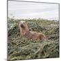 Otter-null-Mounted Photographic Print