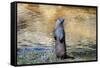 Otter-Reiner Bernhardt-Framed Stretched Canvas