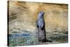 Otter-Reiner Bernhardt-Stretched Canvas