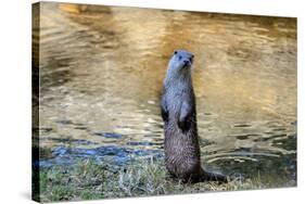 Otter-Reiner Bernhardt-Stretched Canvas