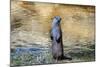 Otter-Reiner Bernhardt-Mounted Photographic Print