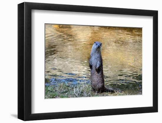 Otter-Reiner Bernhardt-Framed Photographic Print