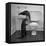 Otters Playing in Bathroom-Wallace Kirkland-Framed Stretched Canvas