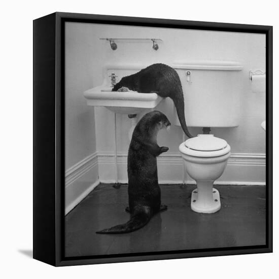 Otters Playing in Bathroom-Wallace Kirkland-Framed Stretched Canvas