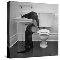 Otters Playing in Bathroom-Wallace Kirkland-Stretched Canvas