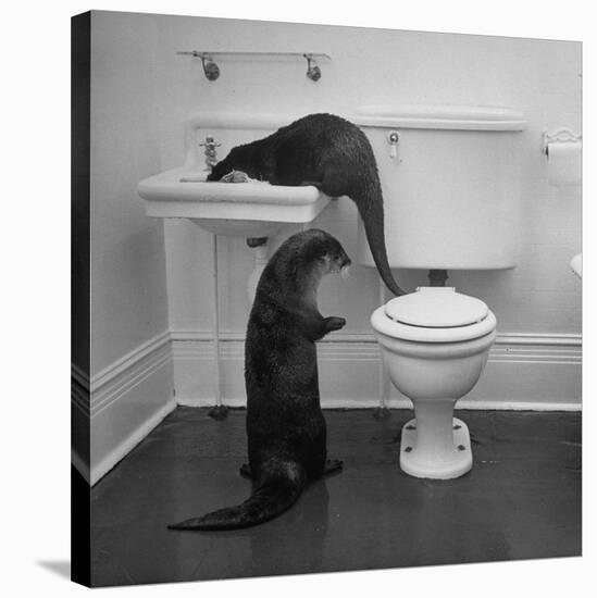 Otters Playing in Bathroom-Wallace Kirkland-Stretched Canvas