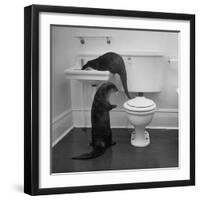 Otters Playing in Bathroom-Wallace Kirkland-Framed Premium Photographic Print