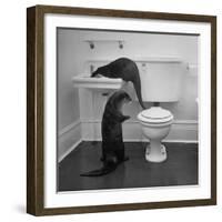 Otters Playing in Bathroom-Wallace Kirkland-Framed Photographic Print