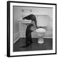 Otters Playing in Bathroom-Wallace Kirkland-Framed Photographic Print