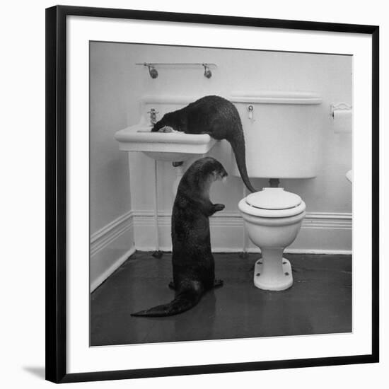 Otters Playing in Bathroom-Wallace Kirkland-Framed Photographic Print