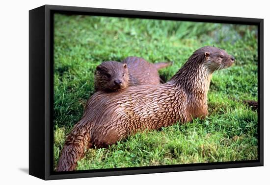 Otters-Peter Thompson-Framed Stretched Canvas