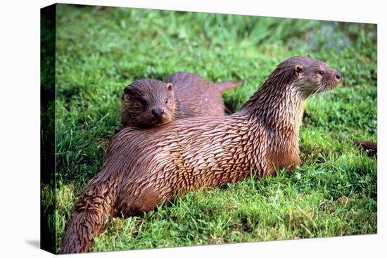 Otters-Peter Thompson-Stretched Canvas