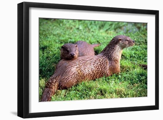 Otters-Peter Thompson-Framed Photographic Print