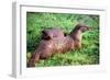Otters-Peter Thompson-Framed Photographic Print