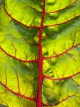 A Chard Leaf-Ottmar Diez-Framed Photographic Print