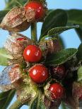 Ashwagandha Berries on Branch-Ottmar Diez-Photographic Print