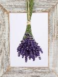 Lavender Hanging Up to Dry-Ottmar Diez-Photographic Print
