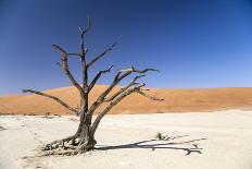 Deadvlei - Camel Thorn Trees and Dunes-Otto du Plessis-Photographic Print