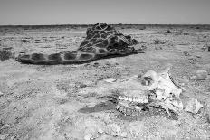Giraffe Skull-Otto du Plessis-Photographic Print