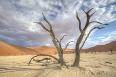 Deadvlei - Camel Thorn Trees and Dunes-Otto du Plessis-Photographic Print