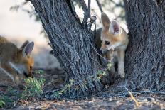 Two Cute Baby Cape Foxes Exploring around a Camelthorn Tree in the Kgalagadi Desert.-Otto du Plessis-Photographic Print
