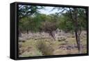 Framed Canvas