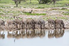 Zebras Drinking in Line-Otto du Plessis-Photographic Print
