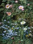 Wild Roses, Forget-Me-Nots and Daisies-Otto Franz Scholderer-Framed Stretched Canvas