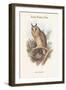 Otus Vulgaris - Long-Eared Owl-John Gould-Framed Art Print