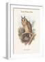 Otus Vulgaris - Long-Eared Owl-John Gould-Framed Art Print