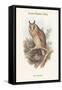 Otus Vulgaris - Long-Eared Owl-John Gould-Framed Stretched Canvas