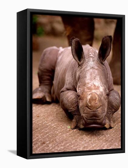 Otze the Rhinocerous Born at Edinburgh Zoo, June 1998-null-Framed Stretched Canvas