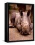 Otze the Rhinocerous Born at Edinburgh Zoo, June 1998-null-Framed Stretched Canvas