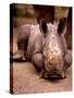 Otze the Rhinocerous Born at Edinburgh Zoo, June 1998-null-Stretched Canvas