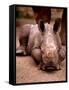 Otze the Rhinocerous Born at Edinburgh Zoo, June 1998-null-Framed Stretched Canvas