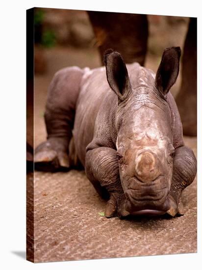 Otze the Rhinocerous Born at Edinburgh Zoo, June 1998-null-Stretched Canvas