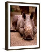 Otze the Rhinocerous Born at Edinburgh Zoo, June 1998-null-Framed Premium Photographic Print