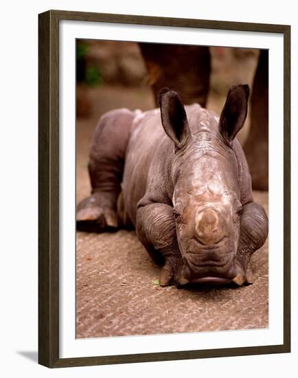 Otze the Rhinocerous Born at Edinburgh Zoo, June 1998-null-Framed Premium Photographic Print