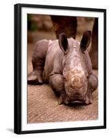 Otze the Rhinocerous Born at Edinburgh Zoo, June 1998-null-Framed Premium Photographic Print